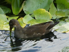 Gallinula chloropus