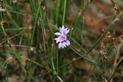 Sowerbaea juncea