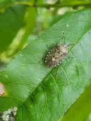 Rhaphigaster nebulosa