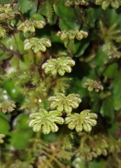 Marchantia