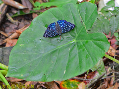 Dichorragia nesimachus formosanus