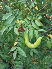 Baizongia pistaciae