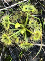 Drosera hookeri