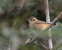 Acrocephalus schoenobaenus