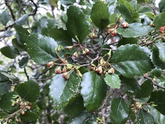 Nothofagus truncata