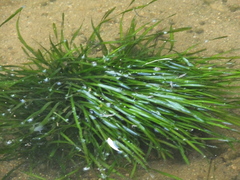 Vallisneria natans