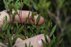 Leptospermum laevigatum
