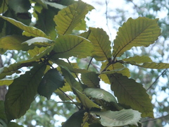 Quercus aliena