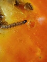 Pterygota