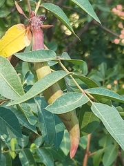 Baizongia pistaciae