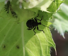 Otiorhynchus gemmatus