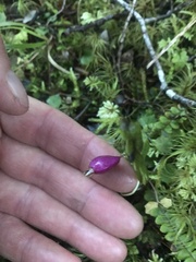 Lobelia angulata