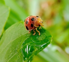 Diekeana admirabilis