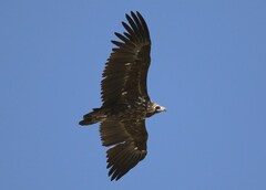 Aegypius monachus