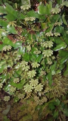 Marchantia