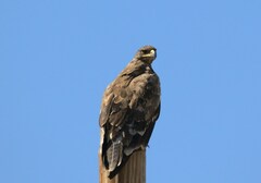Aquila nipalensis