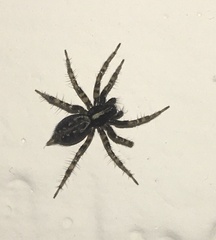 Textrix denticulata