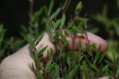 Leptospermum laevigatum