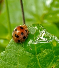 Diekeana admirabilis