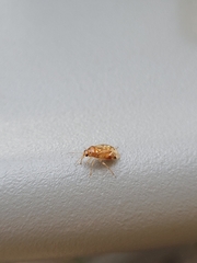 Deraeocoris lutescens