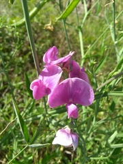 Lathyrus latifolius