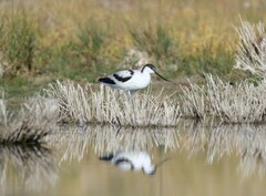 Recurvirostra avosetta