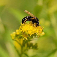 Parabatozonus lacerticida