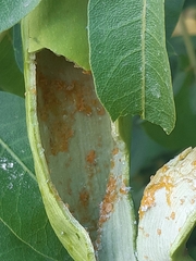 Baizongia pistaciae