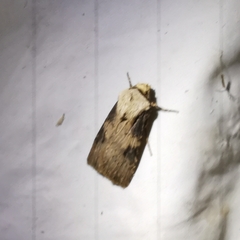Agrotis puta