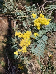 Acacia dealbata
