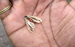 Creatonotos gangis-interrupta agg