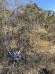 Dudleya pulverulenta