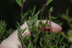Leptospermum laevigatum