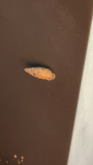 Microceramus pontificus