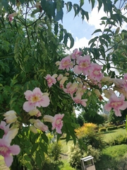 Podranea ricasoliana