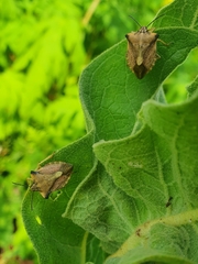 Carpocoris fuscispinus