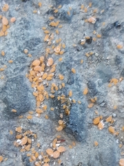 Baizongia pistaciae