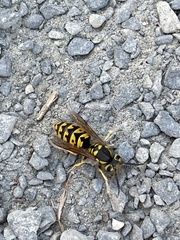 Vespula pensylvanica