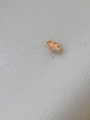 Deraeocoris lutescens