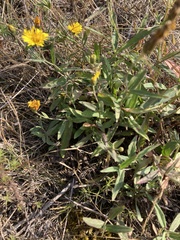 Hieracium umbellatum
