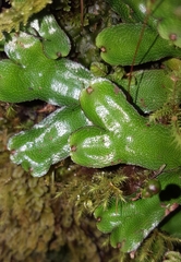 Marchantia