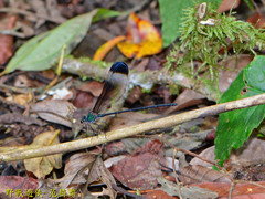 Psolodesmus mandarinus