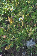 Leucanthemum vulgare
