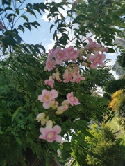 Podranea ricasoliana