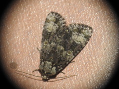 Craniophora ligustri