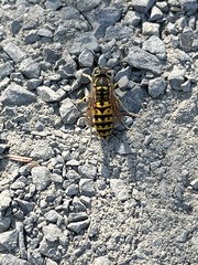 Vespula pensylvanica