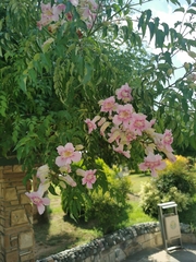 Podranea ricasoliana