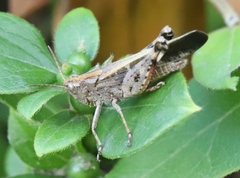 Aiolopus strepens