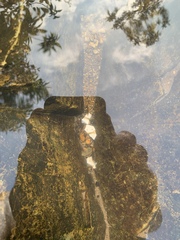 Caridina cantonensis