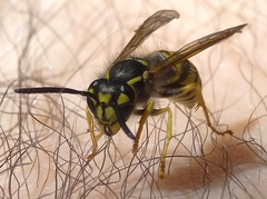 Vespula maculifrons
